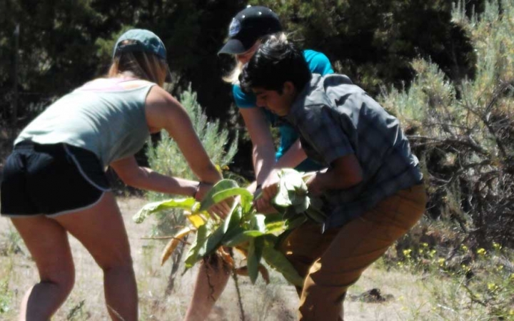 three students work to pull up a weed during a service project with outward bound